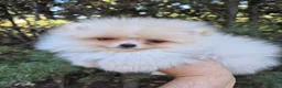Pomerania perros en venta: Pomeranias toy - Anuncio 2