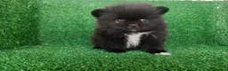 Pomerania perros en venta: pomerania - Anuncio 9