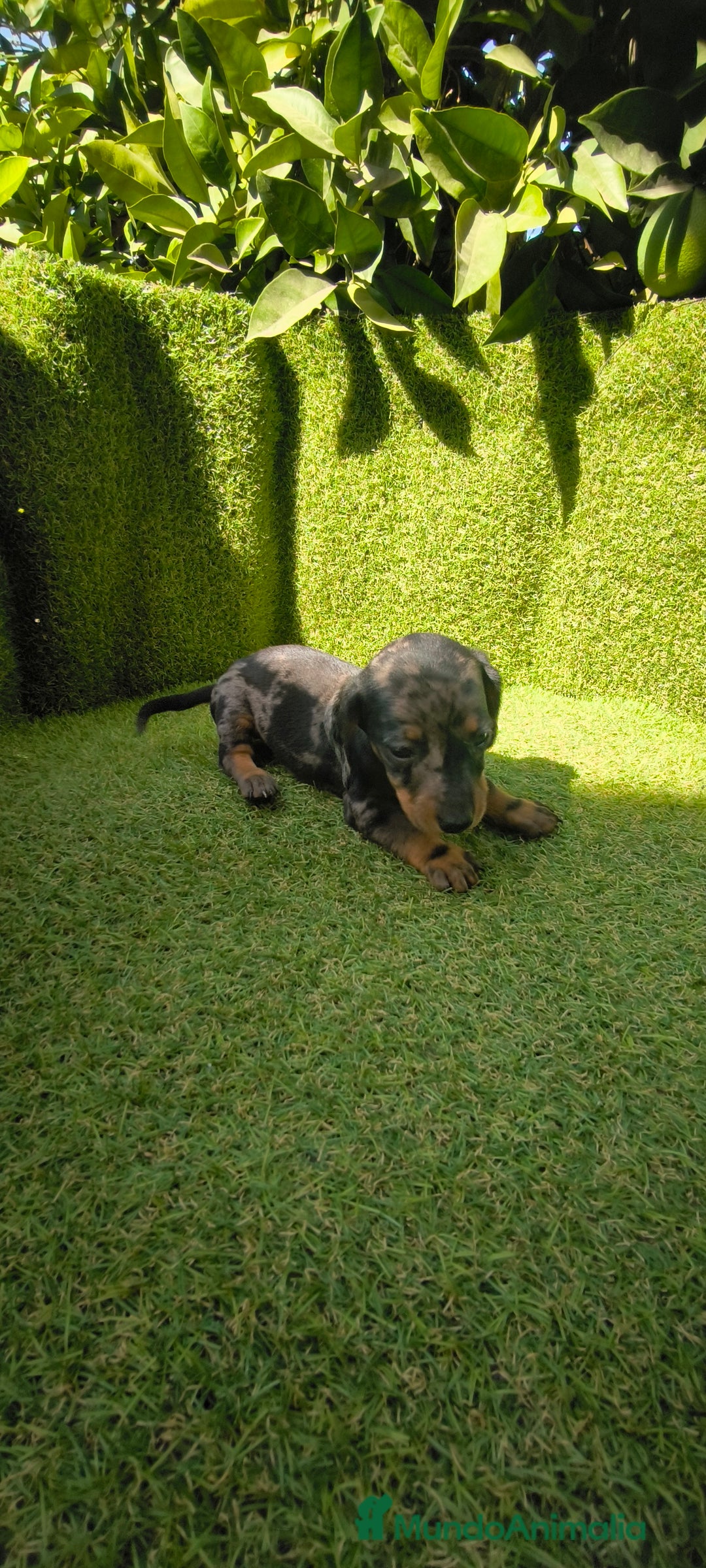 Teckel Miniatura perros en venta: camada teckel canichen muy pequeños  - Imagen 10