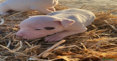 Dogo Argentino perros cachorros de Dogo Argentino un espectaculo - Anuncio 2