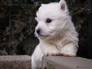 West Highland White Terrier perros - Anuncio 1