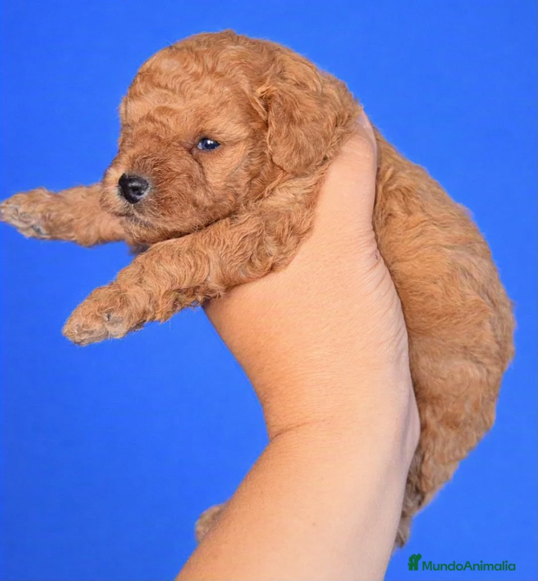 Caniche Toy perros en venta: Caniche toy  - Anuncio 2