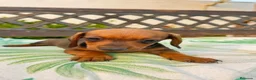 Teckel perros en venta: Cachorritos Teckel canichen - Anuncio 8
