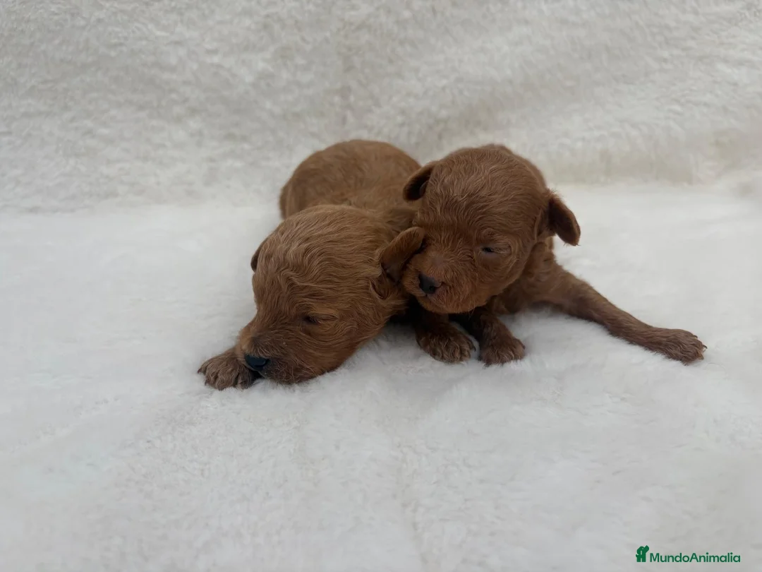 Caniche Toy perros en venta: Caniche toy asiático  - Anuncio 1
