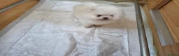 Pomerania perros en venta: LULU DE POMERANIA - Anuncio 2