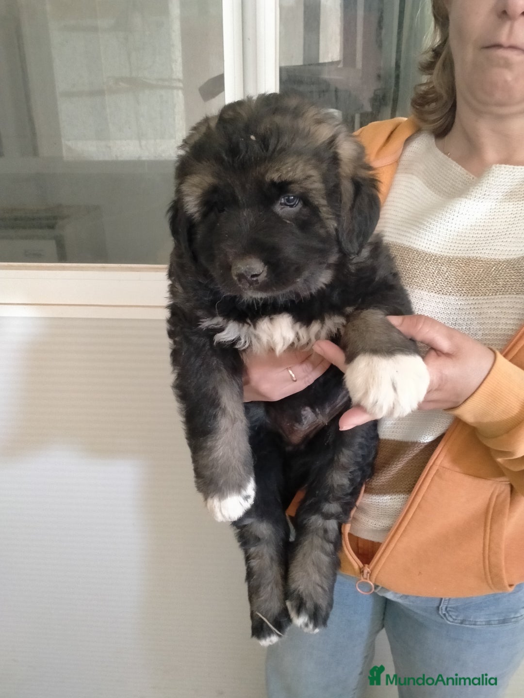 Pastor del Cáucaso perros en venta: Pastores del caucaso - Imagen 2