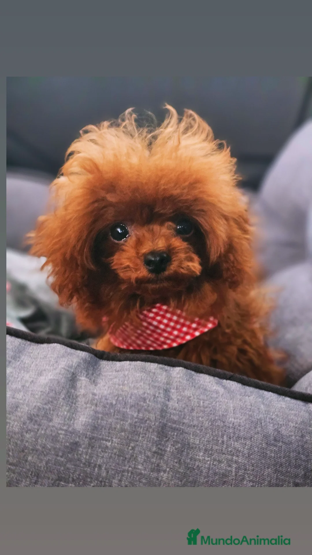 Caniche Toy perros HÉMBRA ASIÁTICA ROJA MINIATURA  - Anuncio 15