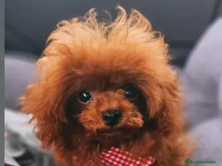 Caniche Toy perros HÉMBRA ASIÁTICA ROJA MINIATURA - Anuncio 15