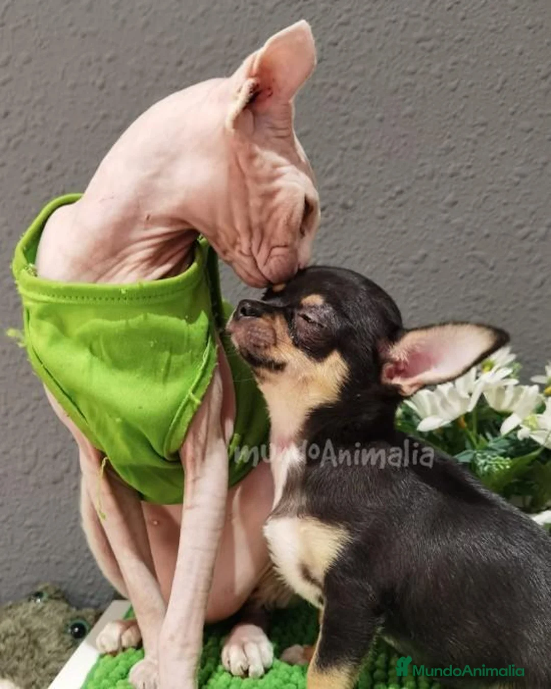 Imagen de galería {{count}}