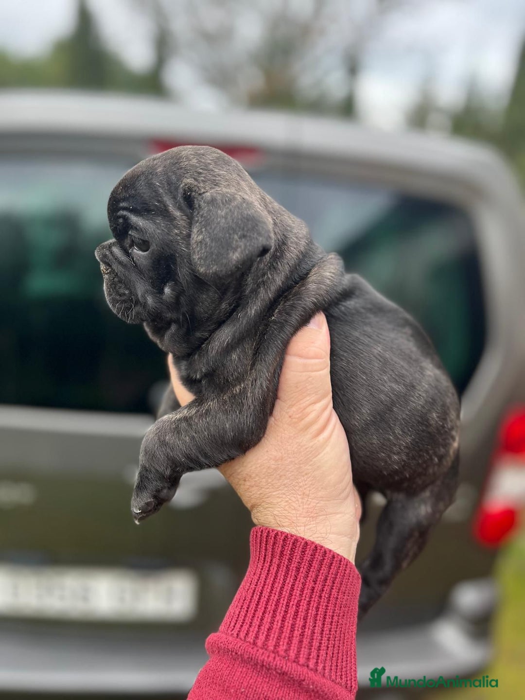 Bulldog Francés perros en venta: Impresionante cachorro bulldog francés  - Anuncio 4