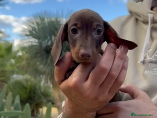 Teckel perros MACHO TECKEL KANINCHEN - Anuncio 1