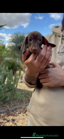 Teckel perros MACHO TECKEL KANINCHEN - Anuncio 2