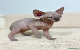 Sphynx gatos en venta: Sphynx - Imagen 2