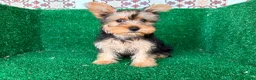 Yorkshire Terrier perros en venta: yorkshire terrier - Anuncio 5