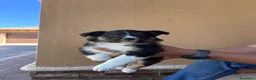 Border Collie perros en venta: Border collie  - Anuncio 5
