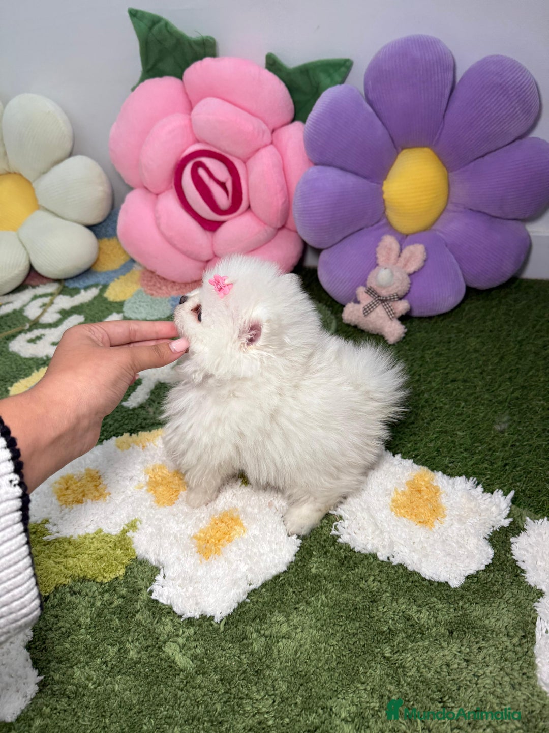 Pomerania perros en venta: Pomerania Blanco Puro - Imagen 4