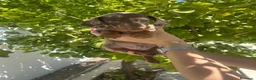 Teckel Miniatura perros en venta: teckel arlequin  - Anuncio 1