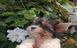 Biewer Yorkshire Terrier a la Pom Pon perros en venta: Cachorros Yorkshire Biewer toy - Imagen 2