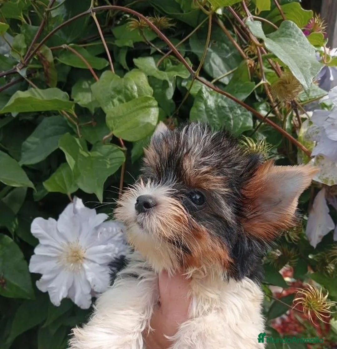 Biewer Yorkshire Terrier a la Pom Pon perros en venta: Cachorros Yorkshire Biewer toy - Imagen 2