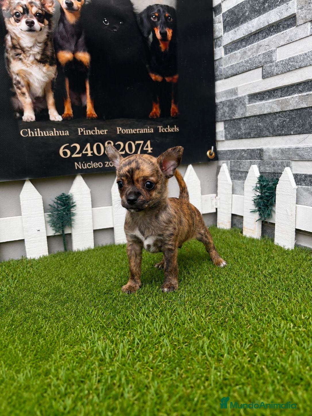 Chihuahua perros CHIHUAHUA - Anuncio 3