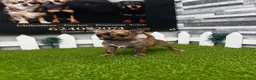 Chihuahua perros en venta: CHIHUAHUA - Anuncio 1