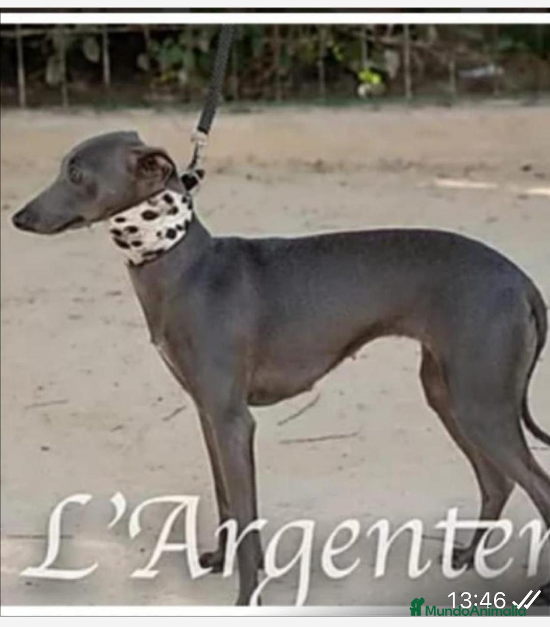 Pequeño Lebrel Italiano perros en venta: camada de piccolo lebrel italiano  - Imagen 12