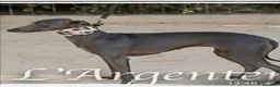 Pequeño Lebrel Italiano perros en venta: camada de piccolo lebrel italiano  - Anuncio 12
