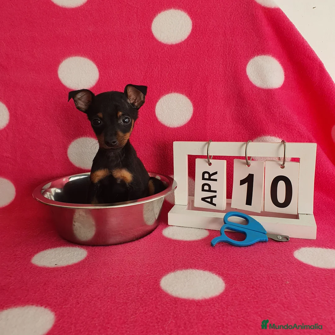 Ratón de Praga perros en venta: Raton de praga  - Anuncio 2