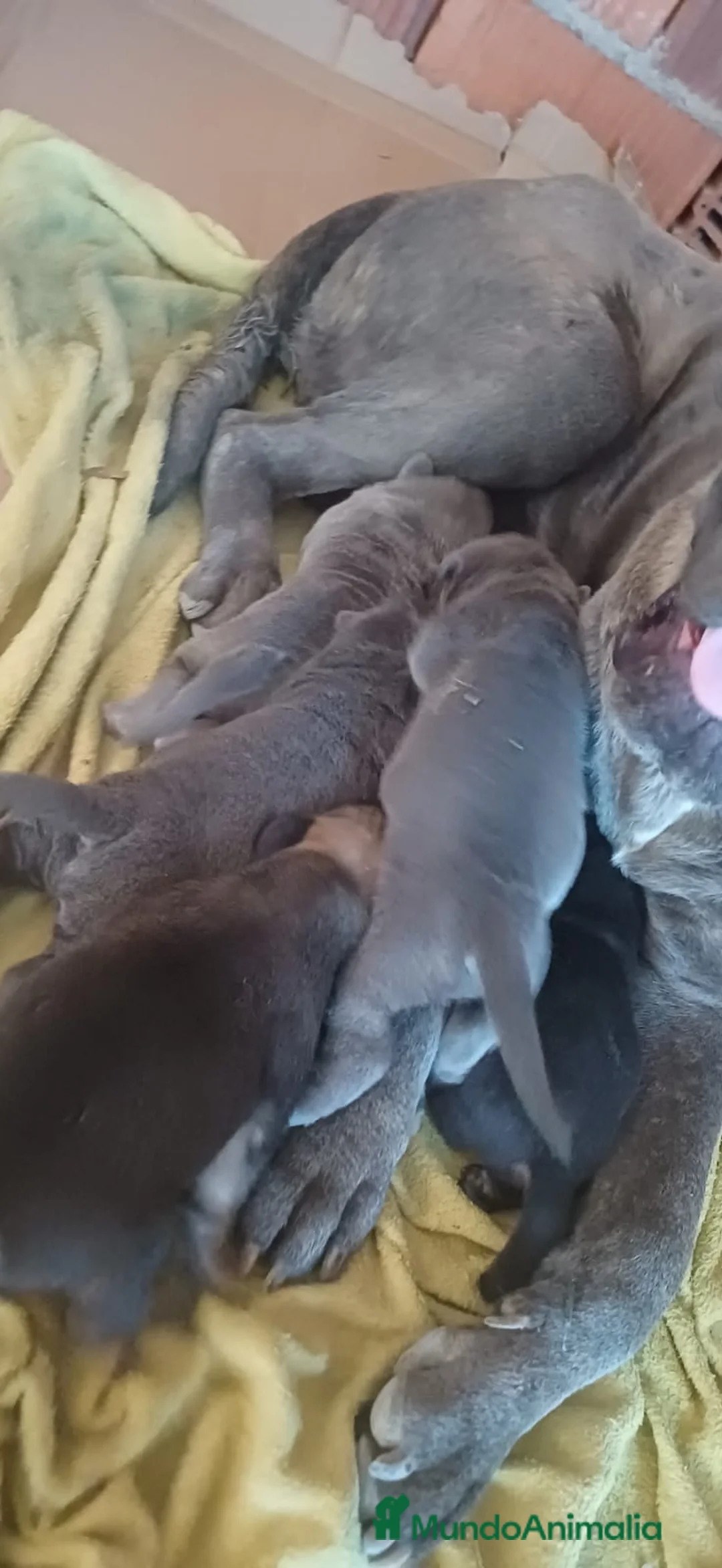 Cane Corso perros en venta: Cane Corso Blue - Anuncio 1