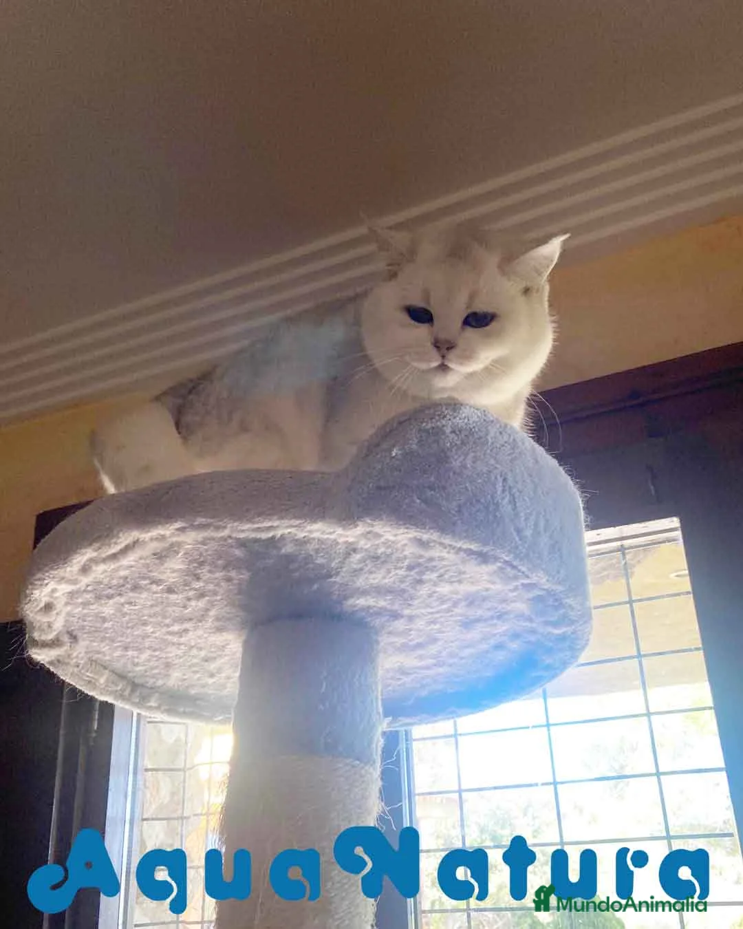 Británico de Pelo Corto gatos en venta: British Macho 7794 AQUANATURA - Anuncio 2