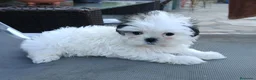 Shih Tzu perros en venta: MalShi. Shihtzu x Maltes - Anuncio 24
