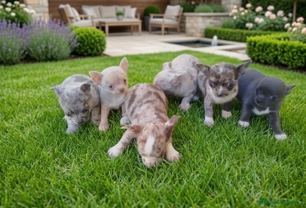 Chihuahua perros Espectacular camada de Chihuahua 🐶✨ - Anuncio 3