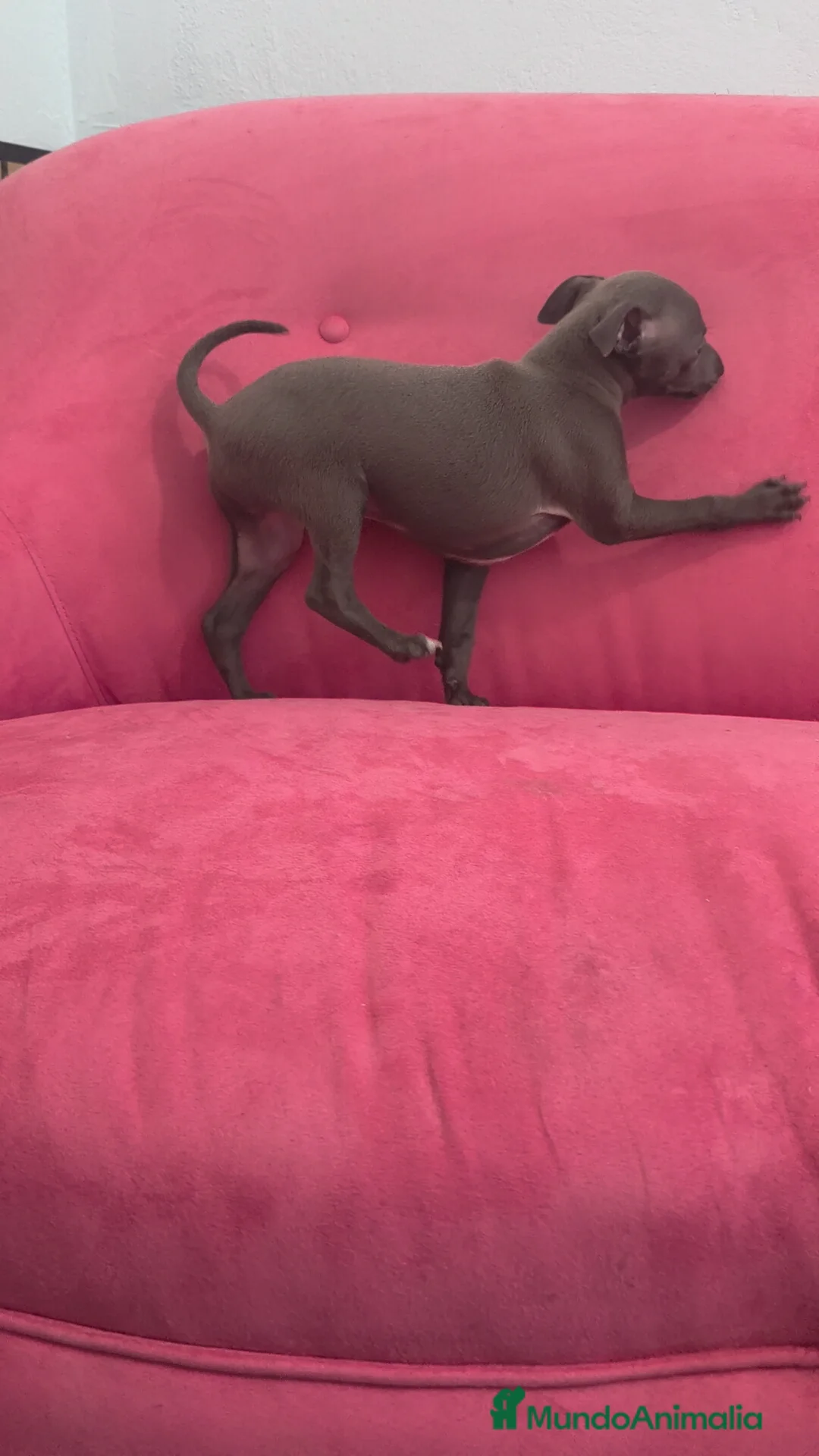 Pequeño Lebrel Italiano perros en venta: Pequeño Lebrel Italiano Piccolo Galgo italiano  - Anuncio 2