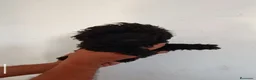 Caniche Enano perros en venta: CACHORROS DE CANICHE ENANO  - Anuncio 5