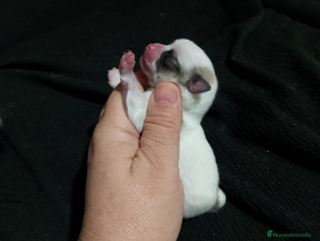 Chihuahua perros en venta: Última hembra de chihuahua preciosa  - Imagen 6