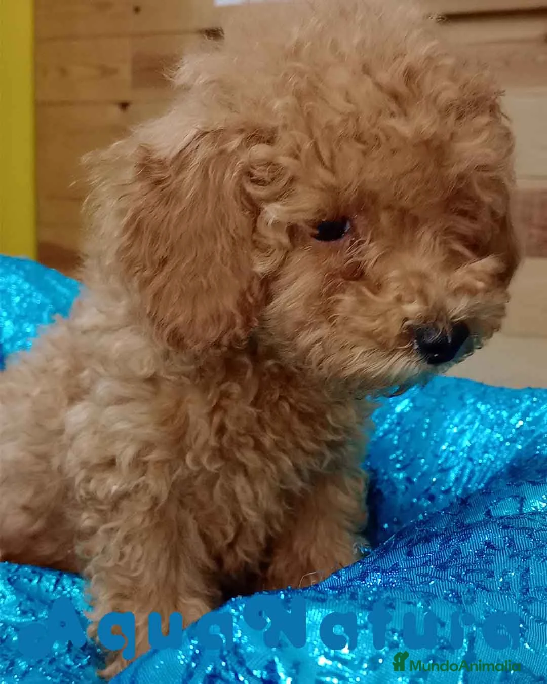 Caniche Enano perros en venta: Caniche Hembra de Camila y Can 6156 - AQUANATURA en Barcelona - Anuncio 5