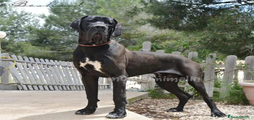 Imagen de galería {{count}}