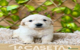 Golden Retriever perros en venta: Camada de Sonia  - Imagen 5