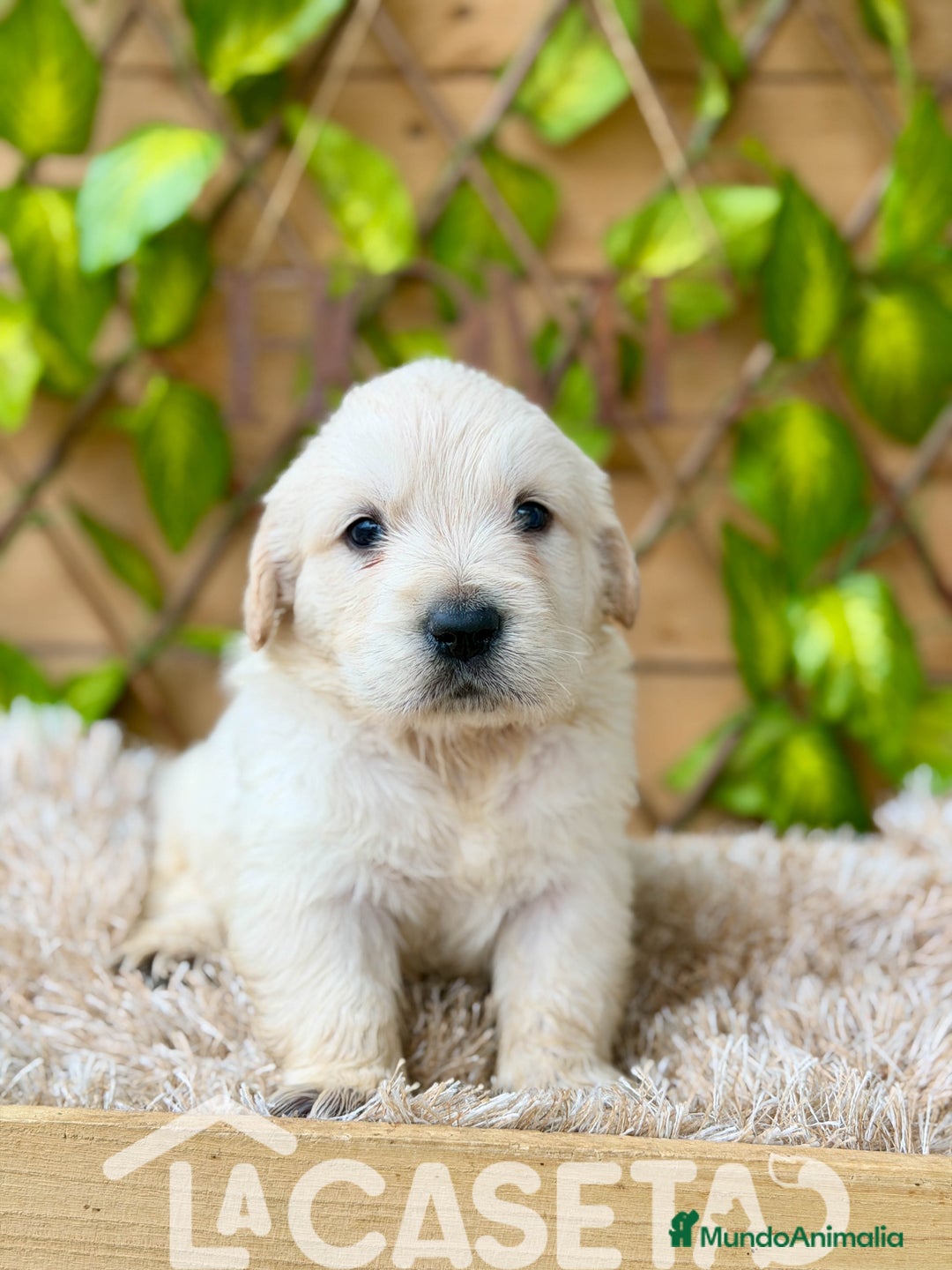 Golden Retriever perros en venta: Camada de Sonia  - Imagen 5