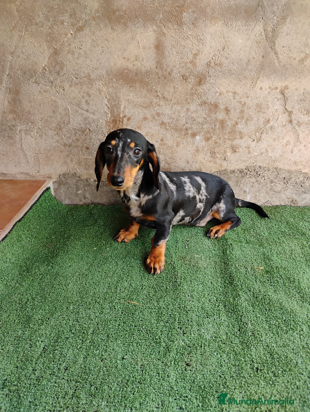 Teckel Miniatura perros en venta: Cachorro macho teckel arlequín plata  - Imagen 3