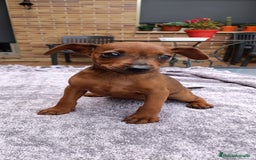 Pinscher Miniatura perros en venta: Pinscher Miniatura  - Imagen 9