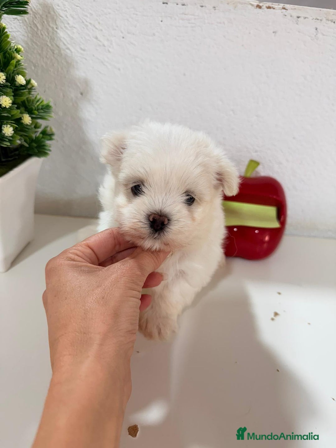 Bichón Maltés perros en venta: Bichón maltes toy - Imagen 3