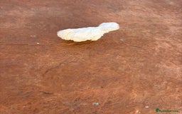 Bichón Maltés perros en venta: Bichon maltés toy  - Anuncio 4