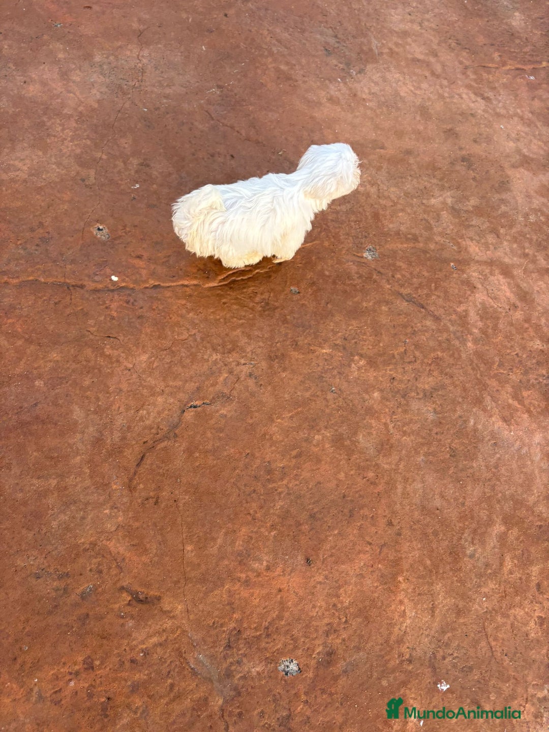 Bichón Maltés perros en venta: Bichon maltés toy  - Anuncio 4