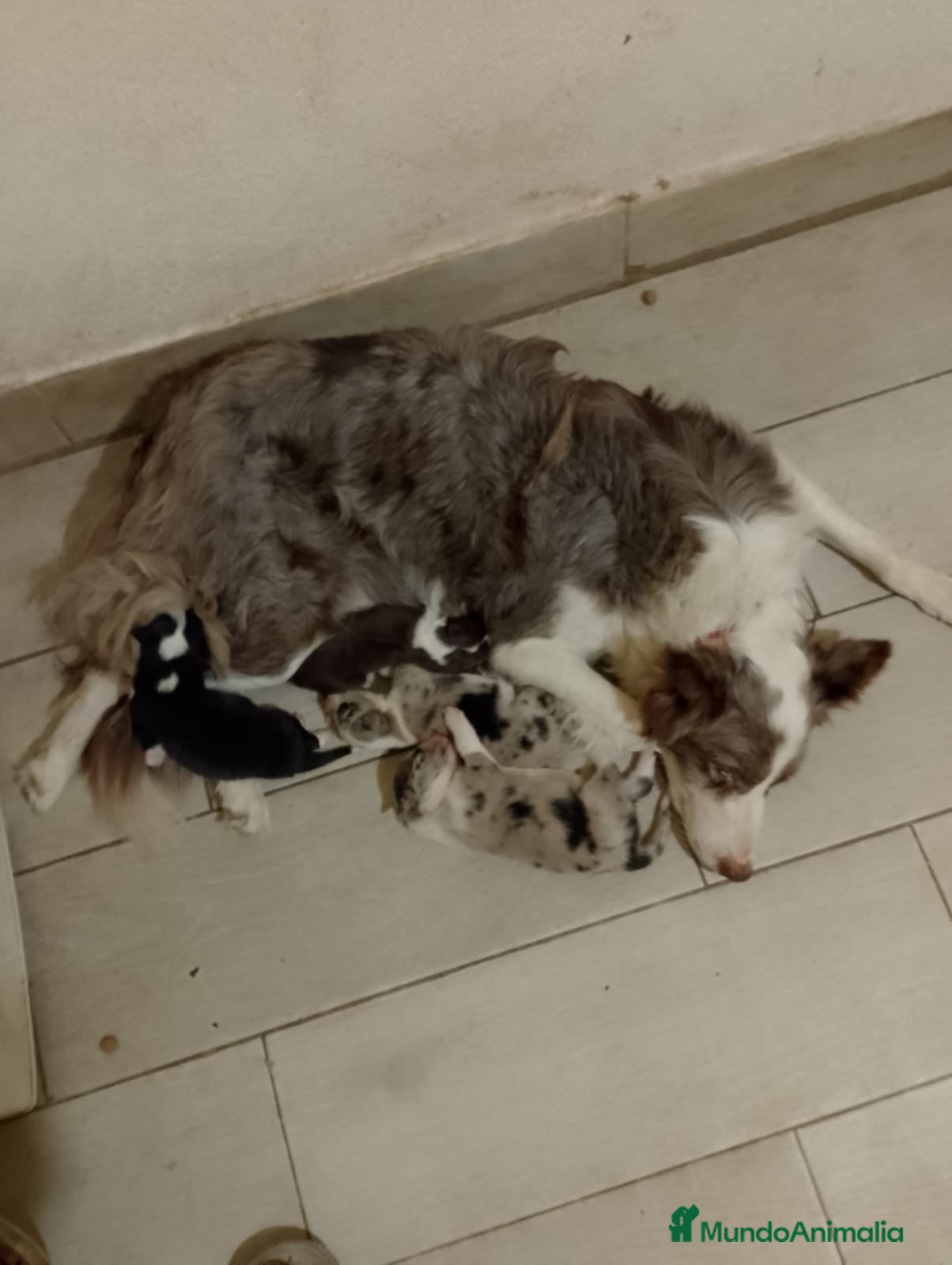 Border Collie perros Border collie para reservar  - Anuncio 13