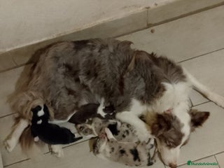 Border Collie perros Border collie para reservar - Anuncio 3