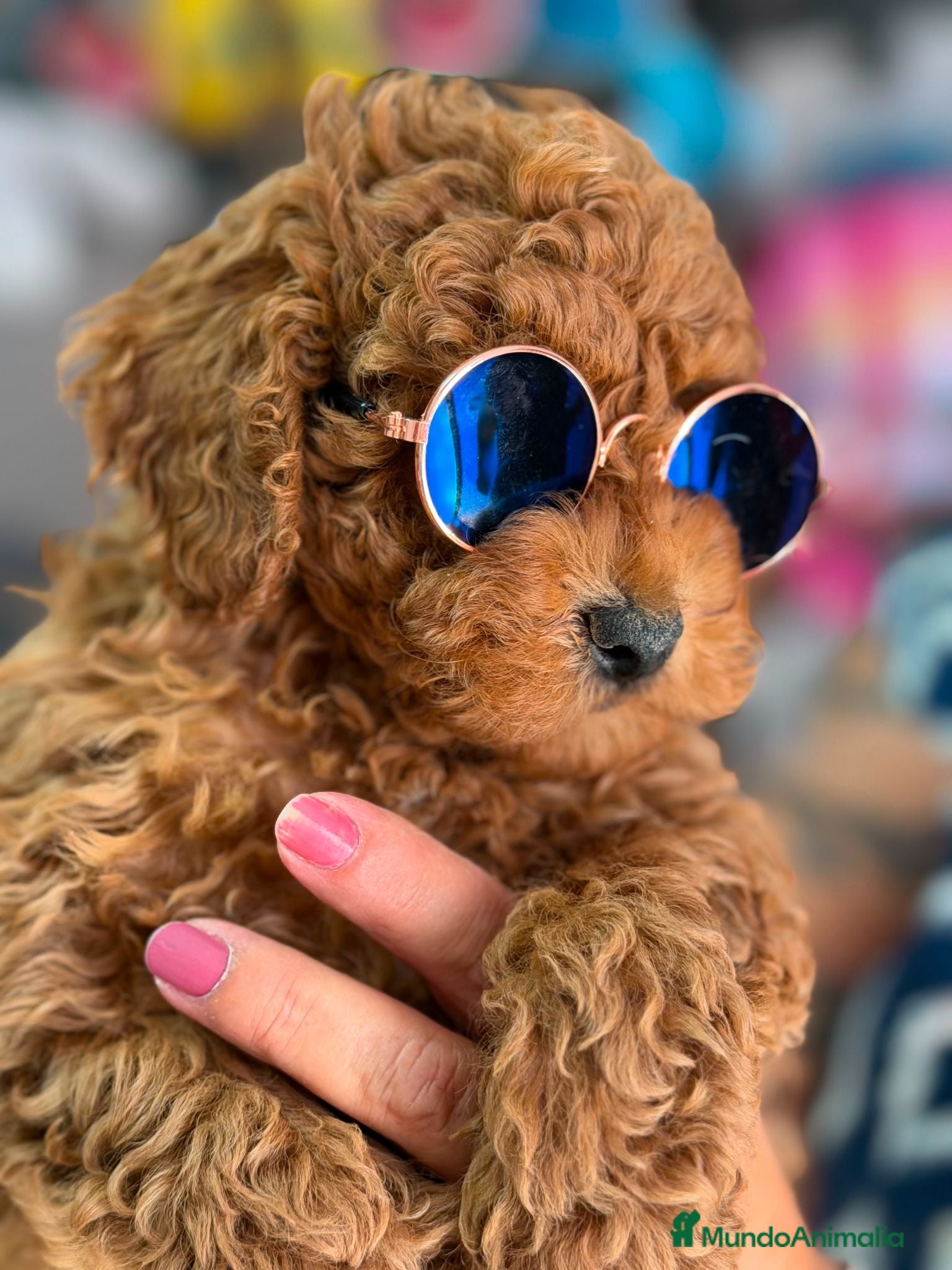Caniche Toy perros ÚLTIMO MACHO DE LA CAMADA  - Anuncio 3