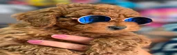 Caniche Toy perros en venta: ÚLTIMO MACHO DE LA CAMADA  - Anuncio 1