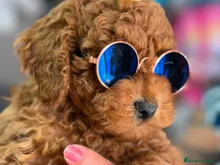 Caniche Toy perros ÚLTIMO MACHO DE LA CAMADA - Anuncio 3