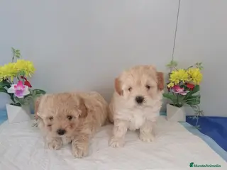 Maltipoo perros Preciosa camada de maltipoo - Anuncio 1